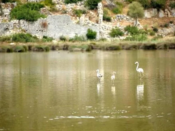 Kuş 2